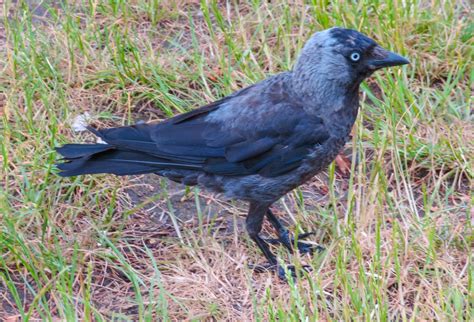 Cannundrums: Western Jackdaw