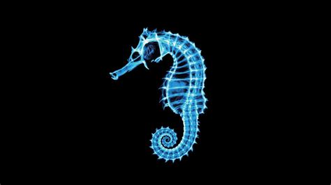 Sea Horse Wallpaper 48 Images