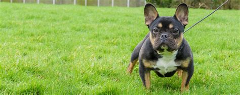 English Bulldog Rottweiler Mix Puppies