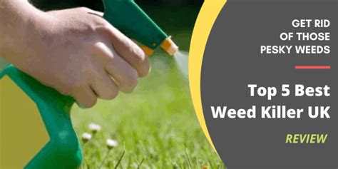 Best Weed Killer Uk Weed Killer Buying Guide And Review Posh Living