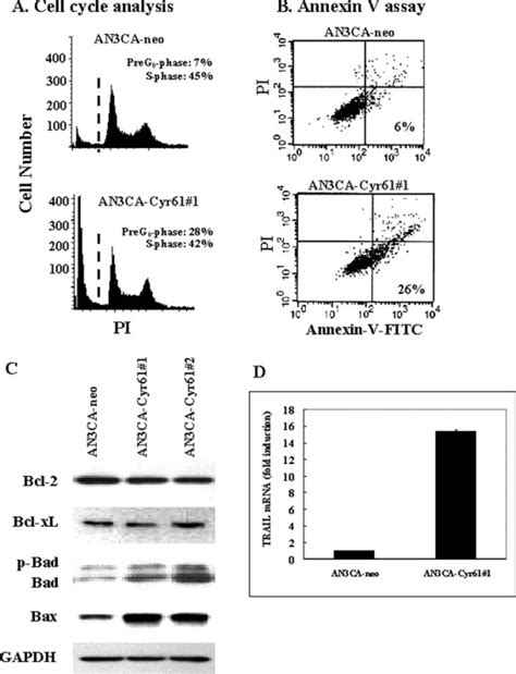 Cyr61 Suppresses Growth Of Human Endometrial Cancer Cells Journal Of