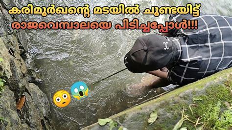 കരിമൂർഖന്റെ മടയിൽ ചൂണ്ടയിട്ട് രാജവെമ്പാലയെ പിടിച്ചപ്പോൾ😳😱kerala