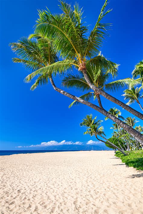 Ka'anapali Palms | Ka'anapali Beach | Maui, Hawaii