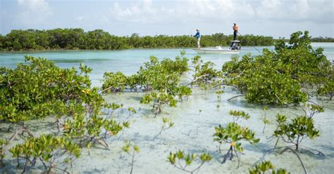 Bahamas Fishing Guide: Why the Bahamas has the Worlds best Fishing