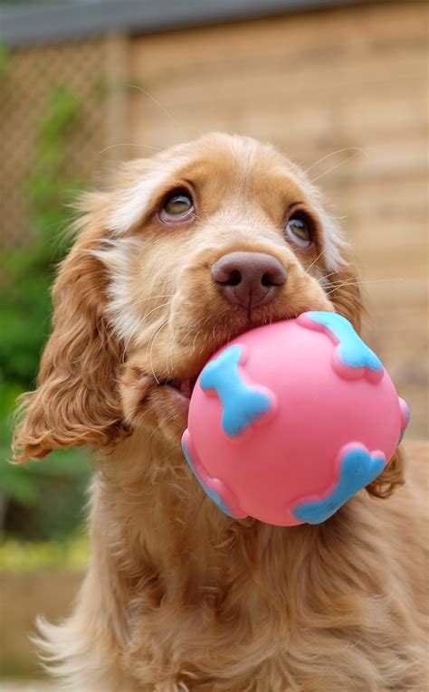 Loyal customers are raving about the staff at the lucky dog kennel 20