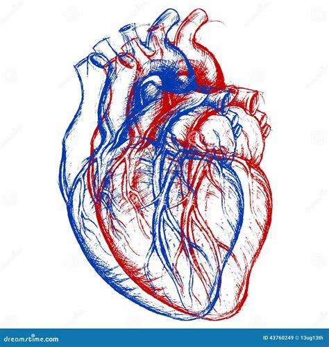 Coeur Humain D Illustration De Vecteur Image