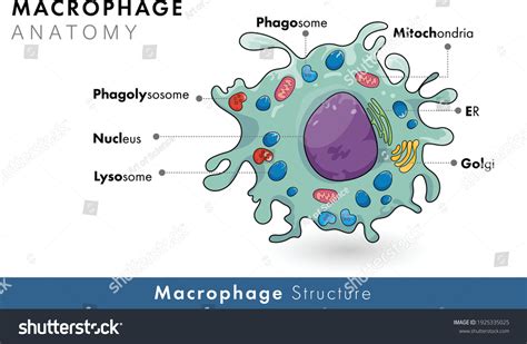 Vektor Stok Labelled Diagram Human Macrophage Derived Monocyte (Tanpa ...