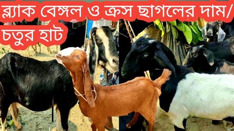 মঙ্গলবার ১২৪ব্ল্যাক বেঙ্গল ও ক্রস উন্নত প্রজাতির ছাগলের দাম জানুন