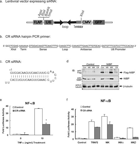 Knockdown Of Nibp Reduces Tnf Induced Nf B Activation A Map Of The