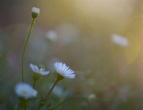 Wallpaper Sunlight Flowers Garden Nature Grass Green Yellow