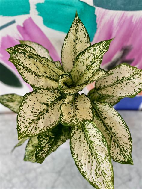 Aglaonema First Diamond — The Tender Gardener