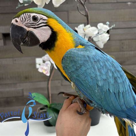 baby blue  gold macaw   parrot stars