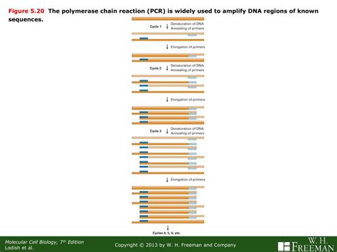 Ppt Mcb Molecular Biology Powerpoint Presentation Free