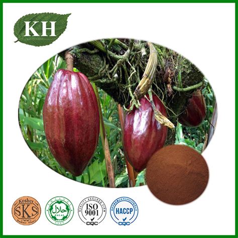 Natural Cocoa Bean Extract Theobromine Cocoa Bean Extract And Theobromine