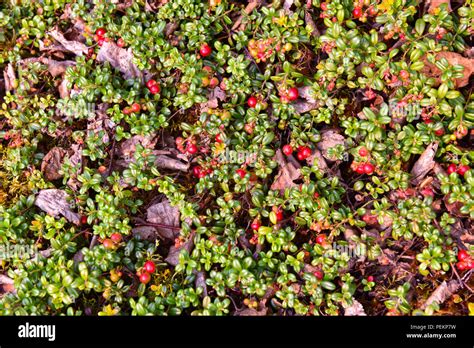 Plantas silvestres comestibles fotografías e imágenes de alta