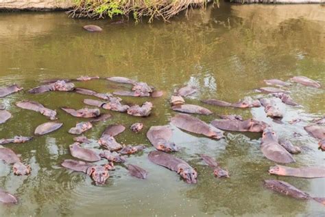 What Is a Group of Hippos Called? [SOCIAL ANIMAL LIVES]