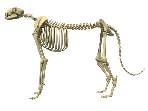 Cheetah Skeleton 3D model | CGTrader