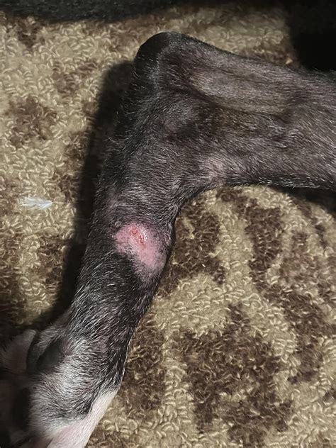 My dog ripped off her toenail. Is there anything I can do to help her