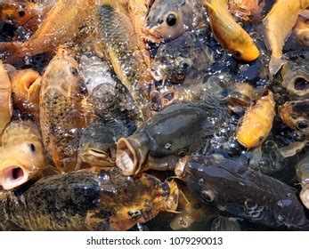 Fish Feeding Frenzy Stock Photo 1079289947 | Shutterstock