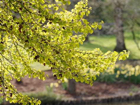 Foto De Branches Et Feuillage Printanier Du Katsura Ou Arbre Au Caramel