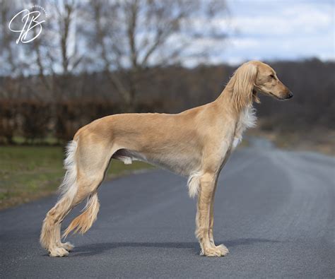 Saluki - The Breed Archive