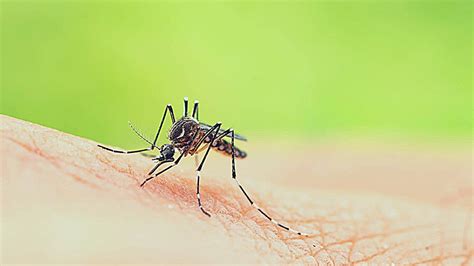 West Nile Virus Disease Caused Symptoms Transmission And Recovery