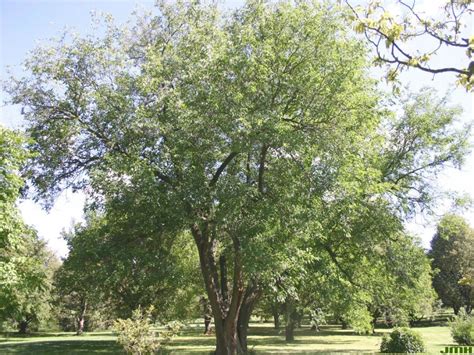 White Mulberry Males Or Fruitless Cultivars The Morton Arboretum