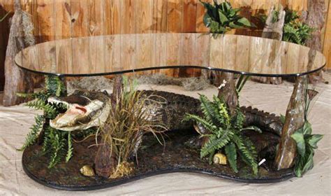 Taxidermy Alligator Full Body Mounts