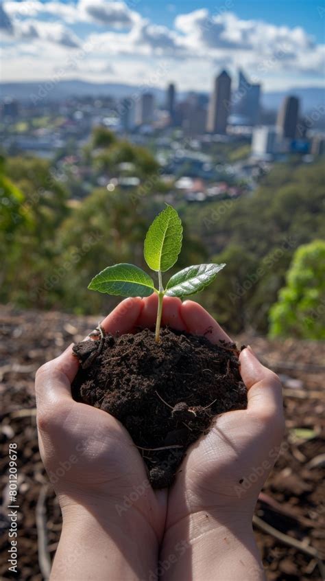 Planting Spruce Tree Gardener Mulching With Pine Bark Juniper Plants In