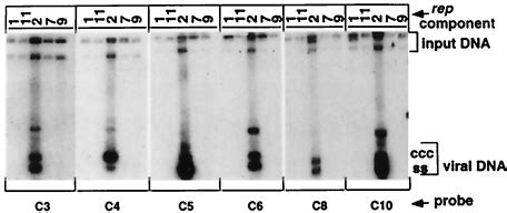 Rep2 Protein Mediates Replication Of Other Non Rep FBNYV