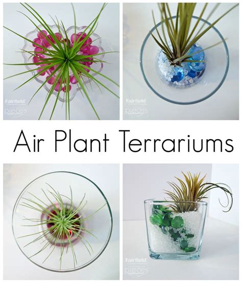 Pieces By Polly Diy Air Plant Terrariums