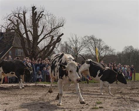 Melkveehouderij De Wachteldonk Vallei Boert Bewust