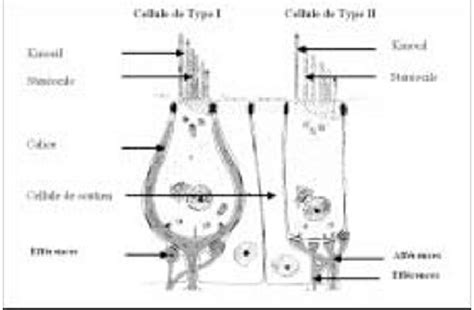 Selon leurs caractéristiques morphologiques et fonctionnelles on