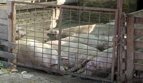 Uzgoj I Farma Svinja U Baj I Agro Saveti