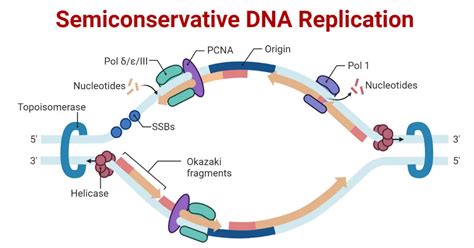 Dna Replication In Prokaryotes And Eukaryotes Notes Bioteck Ink