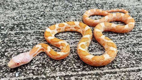 Albino Texas Rat Snake For Sale Snakes At Sunset