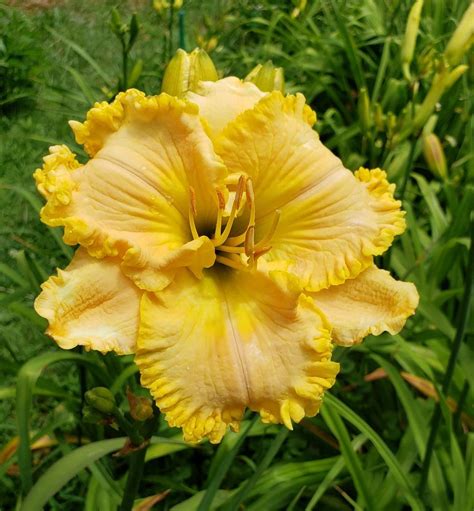 Daylily Hemerocallis Small World John Robinson In The Daylilies