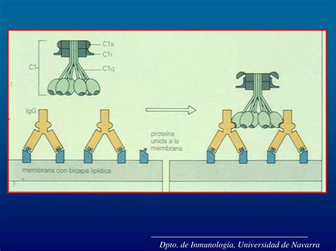 Ppt Dpto De Inmunología Universidad De Navarra Powerpoint