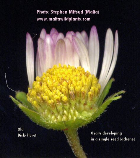 Bellis Sylvestris Southern Daisy MaltaWildPlants The Online