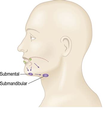 Where Do Submandibular Lymph Nodes Drain - Best Drain Photos Primagem.Org