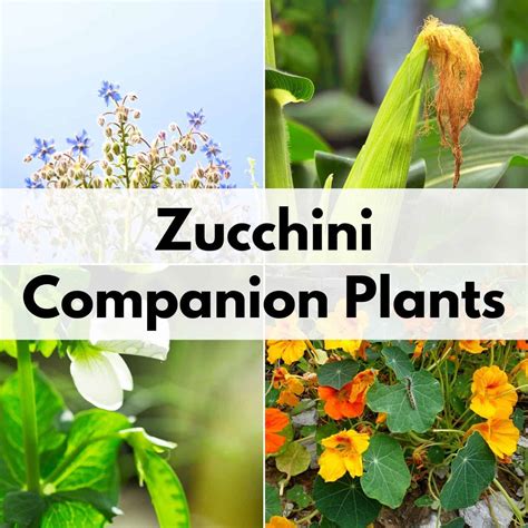 Companion Plants For Zucchini Narranahkita