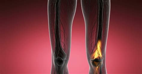 Knee Bones Anatomy, Stock Video - Envato Elements