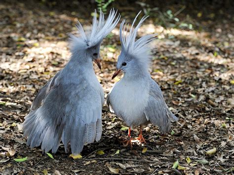 Birds Photos - Birds Wallpapers & Facts info: Kagu Bird Photos 5