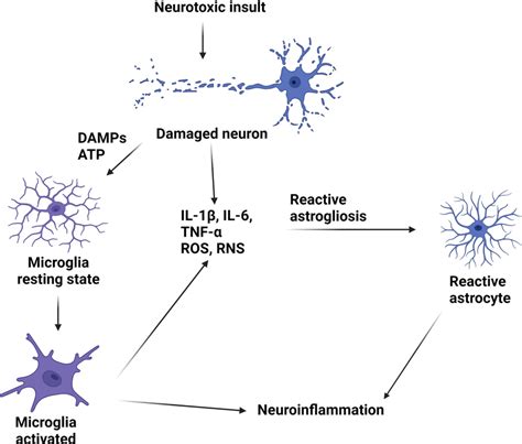 Neurotoxic Conditions Leading To Neuronal Damage Induce The Production