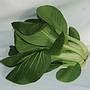 Pak Choi Green F Hybrid Seeds Thompson Morgan