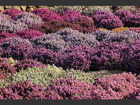 purple and green plants are growing on the ground