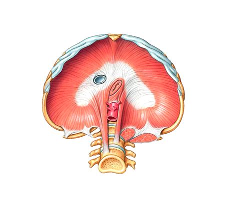 7 Inferior View Of The Diaphragm Diagram Quizlet