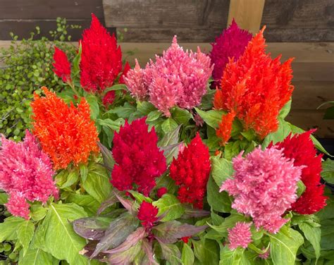 Celosia Plumosa Pampas Plume Mixture Seeds £225 From Chiltern Seeds