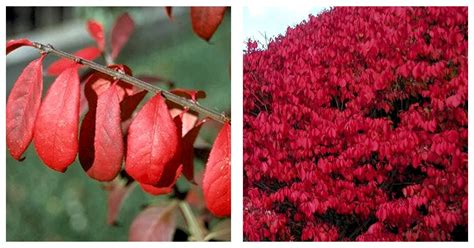 Dwarf Burning Bush Euonymus Alatus Compactus Gallon Potted Plant