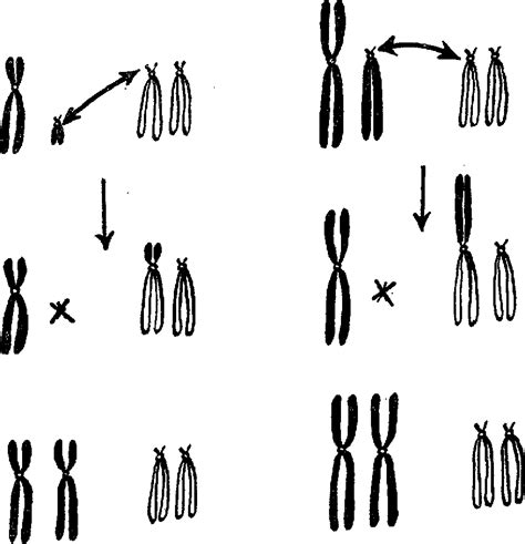 Figure 1 From EVOLUTION OF SEX CHROMOSOMES IN MAMMALS I Semantic Scholar